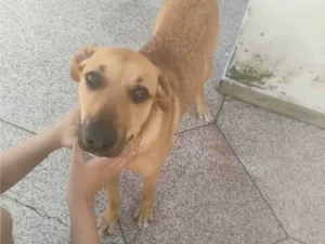 Cachorro raça SRD-ViraLata idade 7 a 11 meses nome Lily