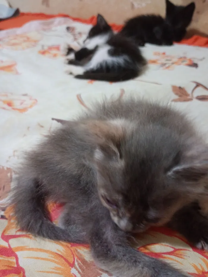 Gato raça SRD-ViraLata idade 2 a 6 meses nome Ravena 