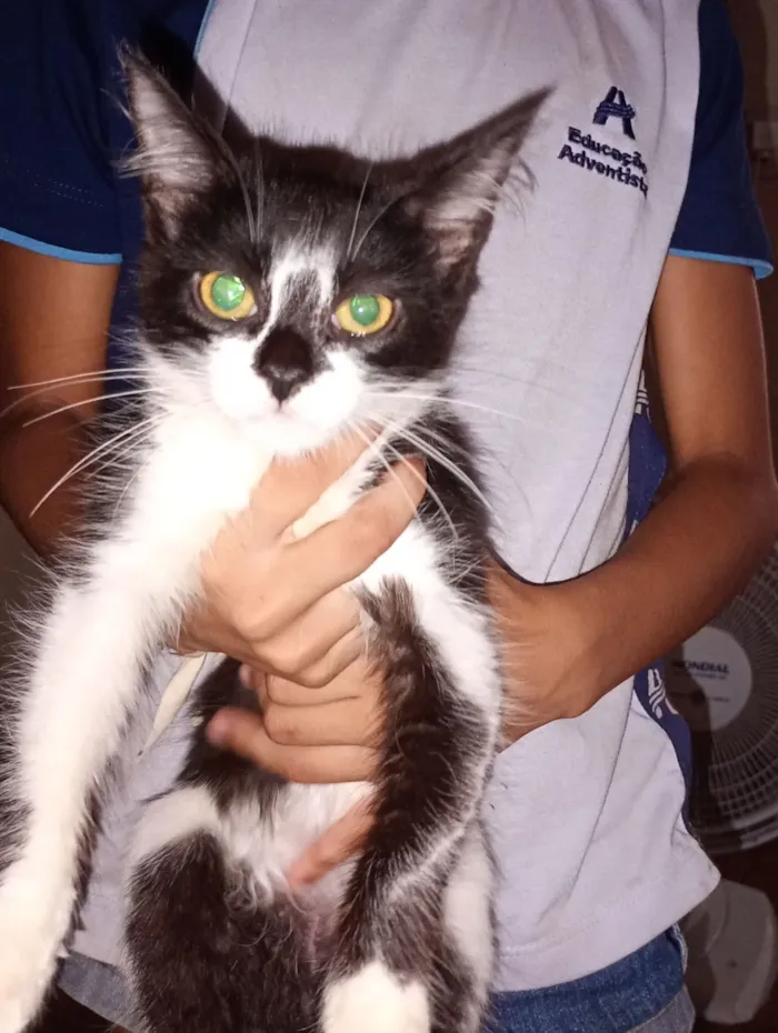 Gato raça SRD-ViraLata idade 2 a 6 meses nome Ravena 