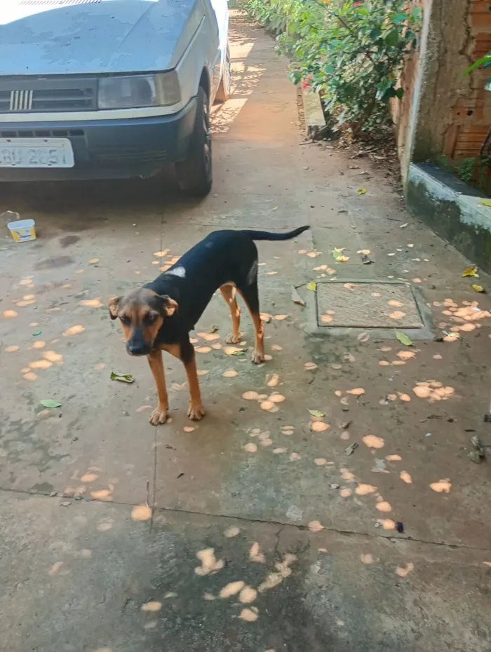 Gato raça SRD-ViraLata idade 2 a 6 meses nome Ravena 