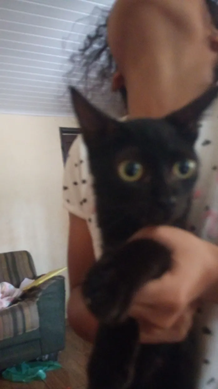 Gato raça SRD-ViraLata idade 2 a 6 meses nome Ravena 