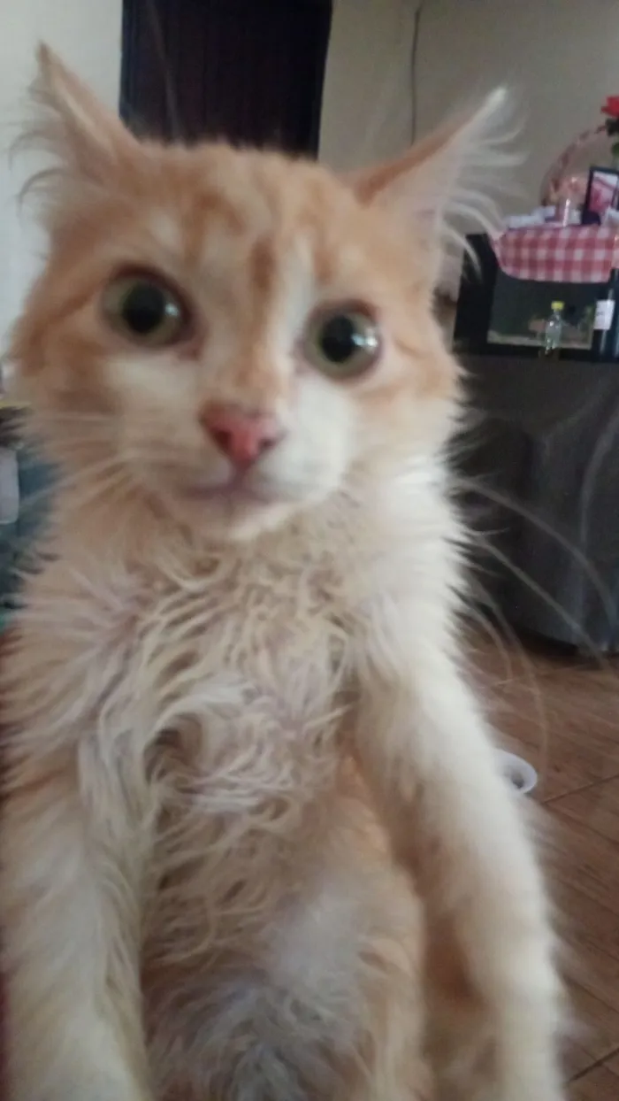 Gato raça SRD-ViraLata idade 2 a 6 meses nome Ravena 