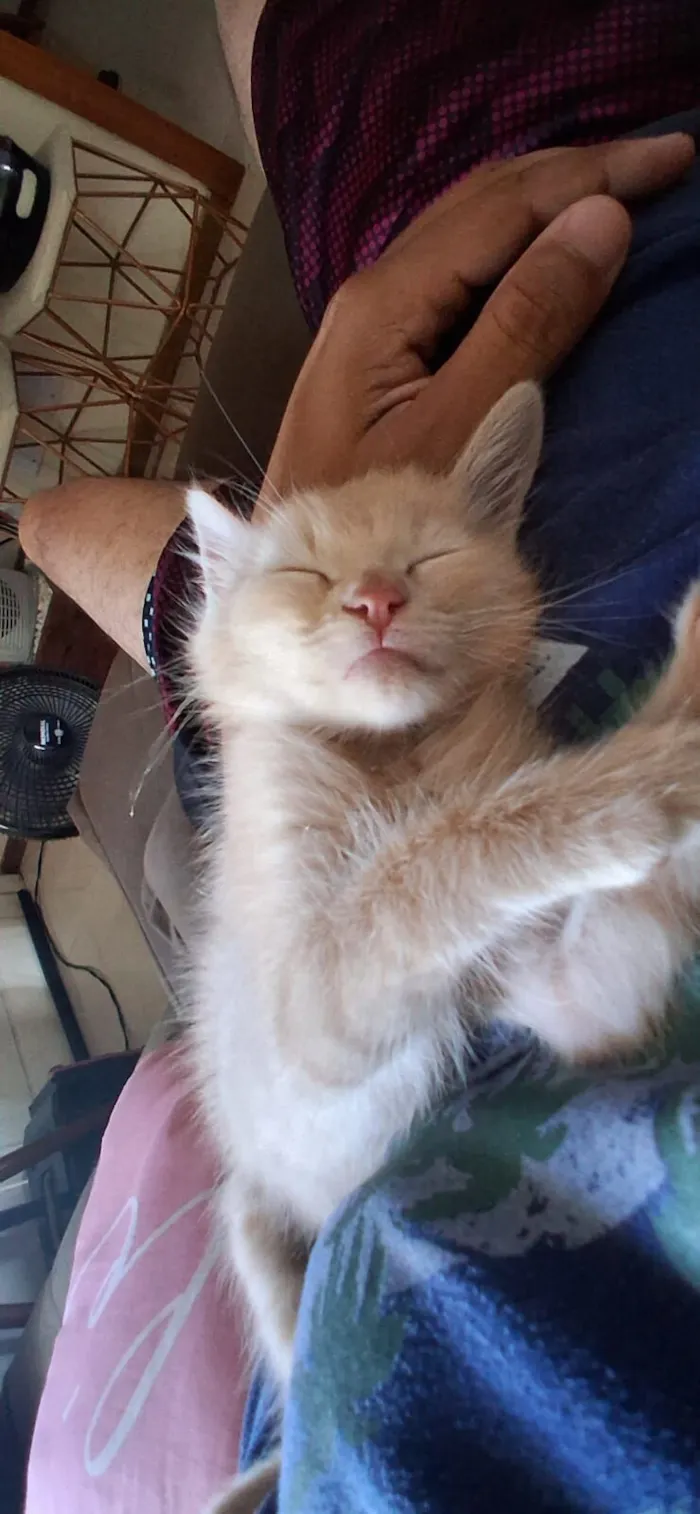 Gato raça SRD-ViraLata idade 2 a 6 meses nome Frederico 