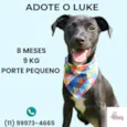 Cachorro raça SRD-ViraLata idade 7 a 11 meses nome Luke