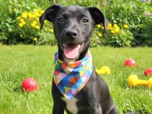 Cachorro raça SRD-ViraLata idade 7 a 11 meses nome Luke