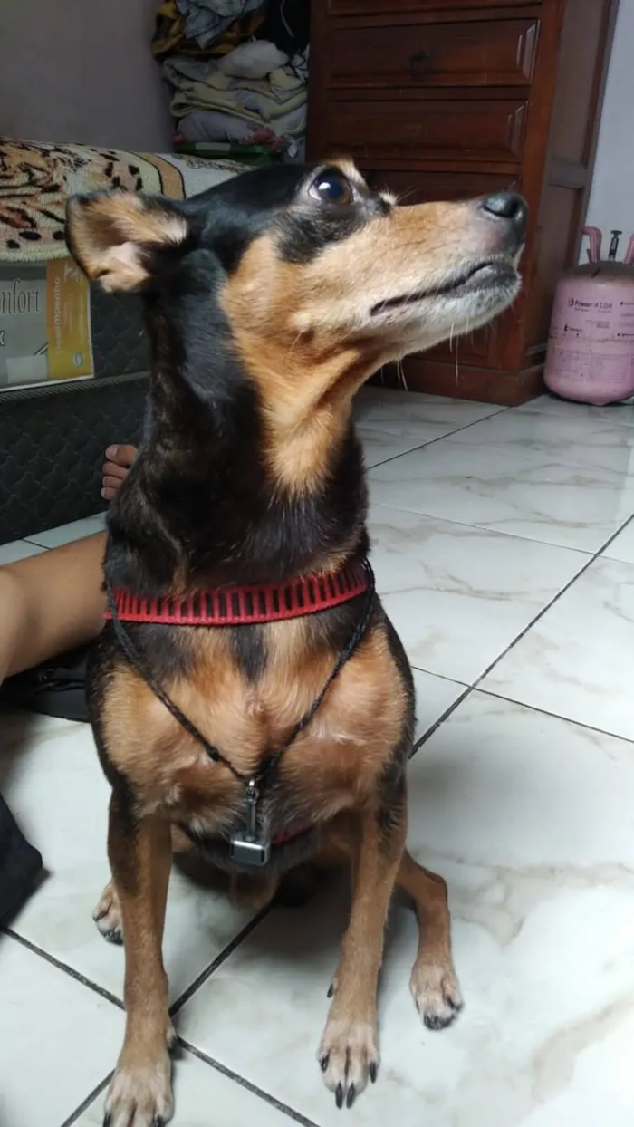 Cachorro raça Pinscher idade 6 ou mais anos nome Sask