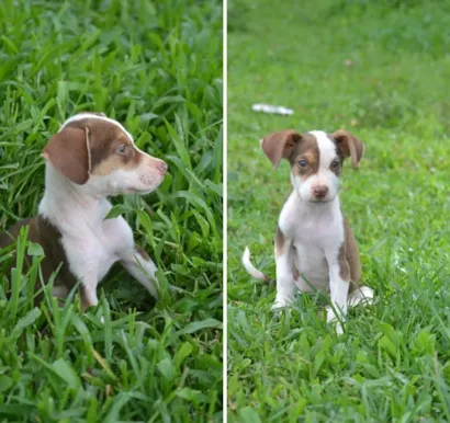 Cachorro raça SRD-ViraLata idade 2 a 6 meses nome Ziggy