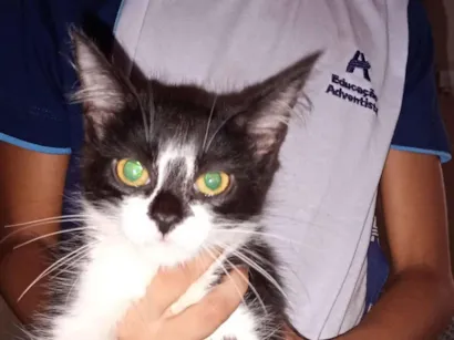 Gato raça SRD-ViraLata idade 2 a 6 meses nome Ravena 