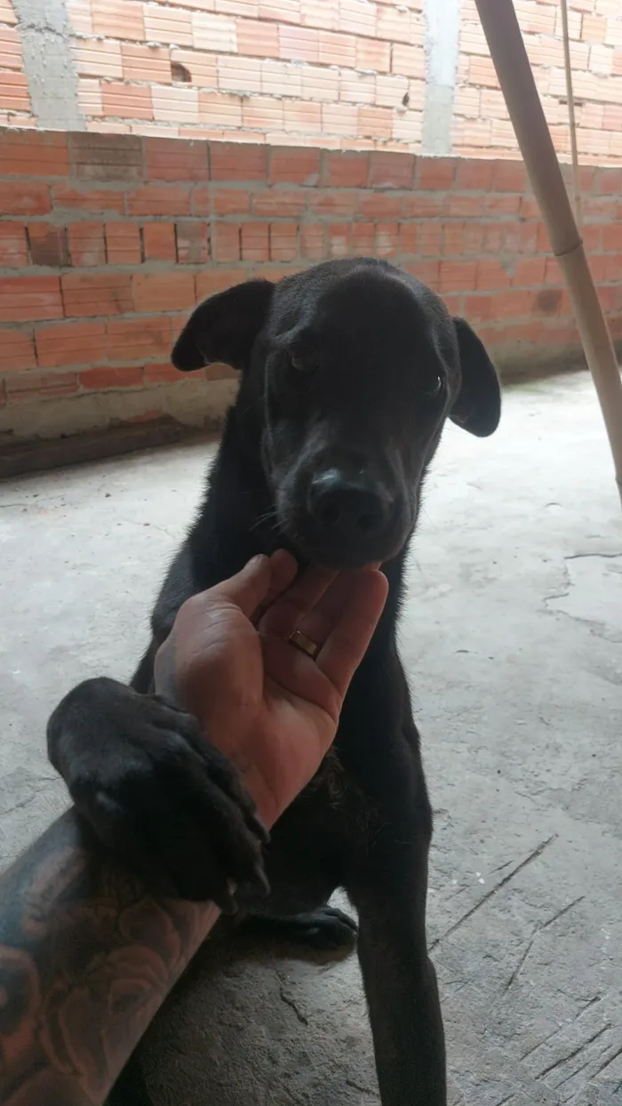 Cachorro raça SRD-ViraLata idade 1 ano nome Venom 