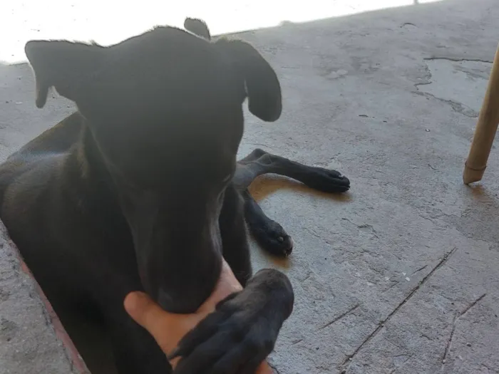 Cachorro raça SRD-ViraLata idade 1 ano nome Venom 