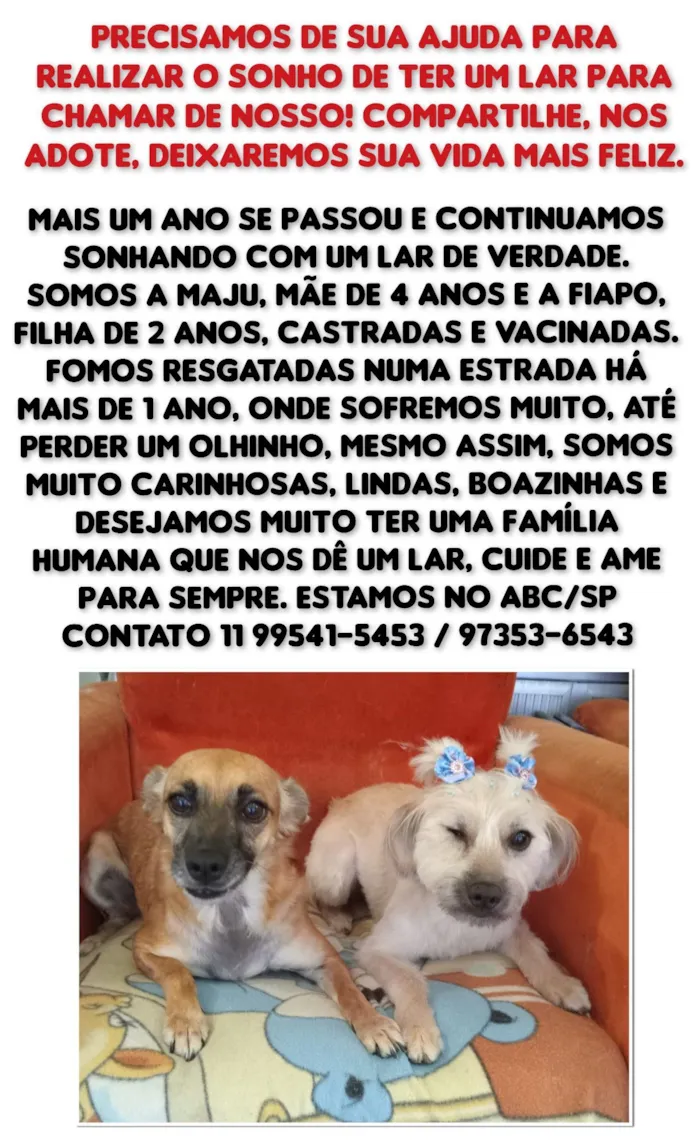 Cachorro raça SRD-ViraLata idade 2 anos nome Fiapo e Maju