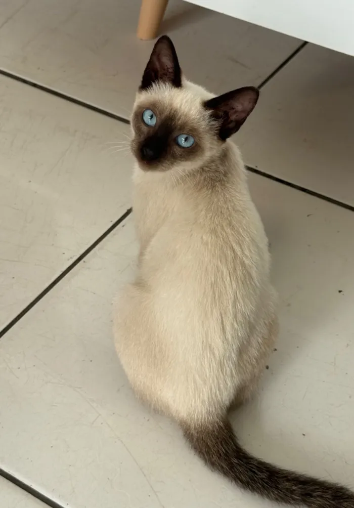 Gato raça SRD-ViraLata idade 2 a 6 meses nome DOAÇÃO DE GATINHO