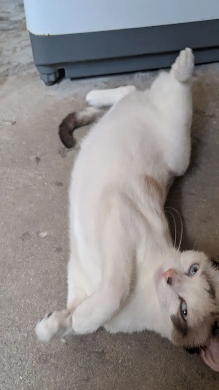 Gato raça Persa idade 7 a 11 meses nome Melissa