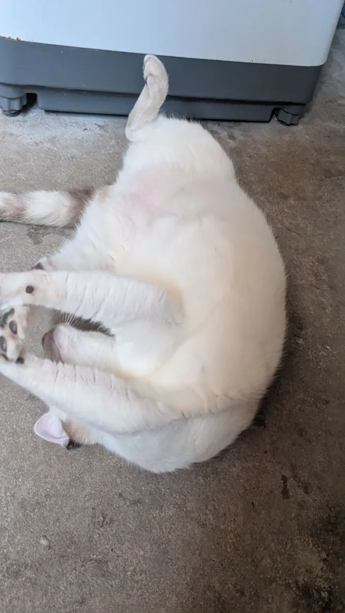 Gato raça Persa idade 7 a 11 meses nome Melissa