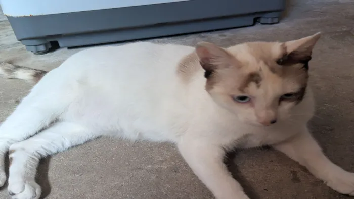 Gato raça Persa idade 7 a 11 meses nome Melissa