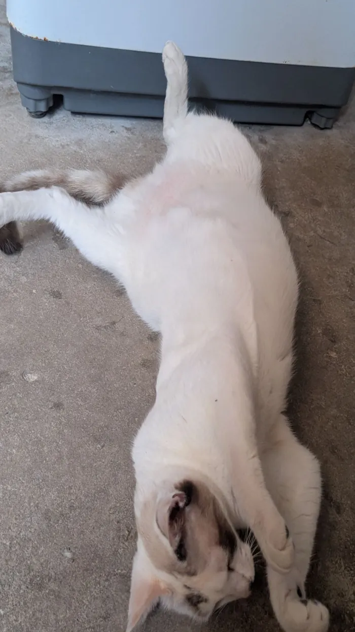 Gato raça Persa idade 7 a 11 meses nome Melissa