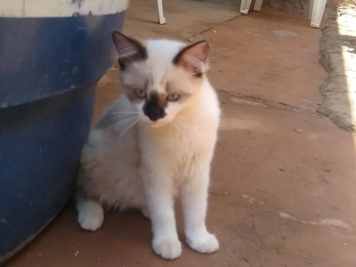 Gato raça SRD-ViraLata idade 2 a 6 meses nome Sam