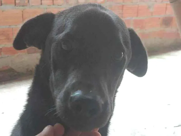 Cachorro raça SRD-ViraLata idade 1 ano nome Venom 