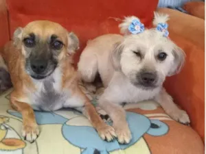 Cachorro raça SRD-ViraLata idade 2 anos nome Fiapo e Maju