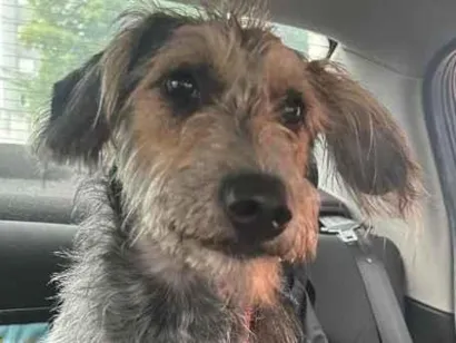 Cachorro raça SRD-ViraLata idade 1 ano nome Chico