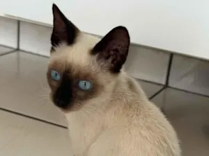 Gato raça SRD-ViraLata idade 2 a 6 meses nome DOAÇÃO DE GATINHO