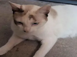 Gato raça Persa idade 7 a 11 meses nome Melissa