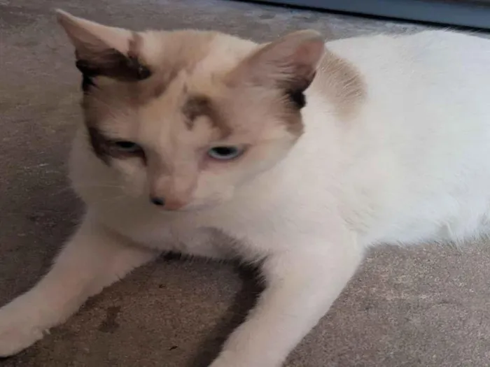 Gato raça Persa idade 7 a 11 meses nome Melissa