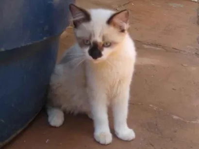 Gato raça SRD-ViraLata idade 2 a 6 meses nome Sam