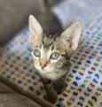 Gato raça SRD-ViraLata idade Abaixo de 2 meses nome Sem nome