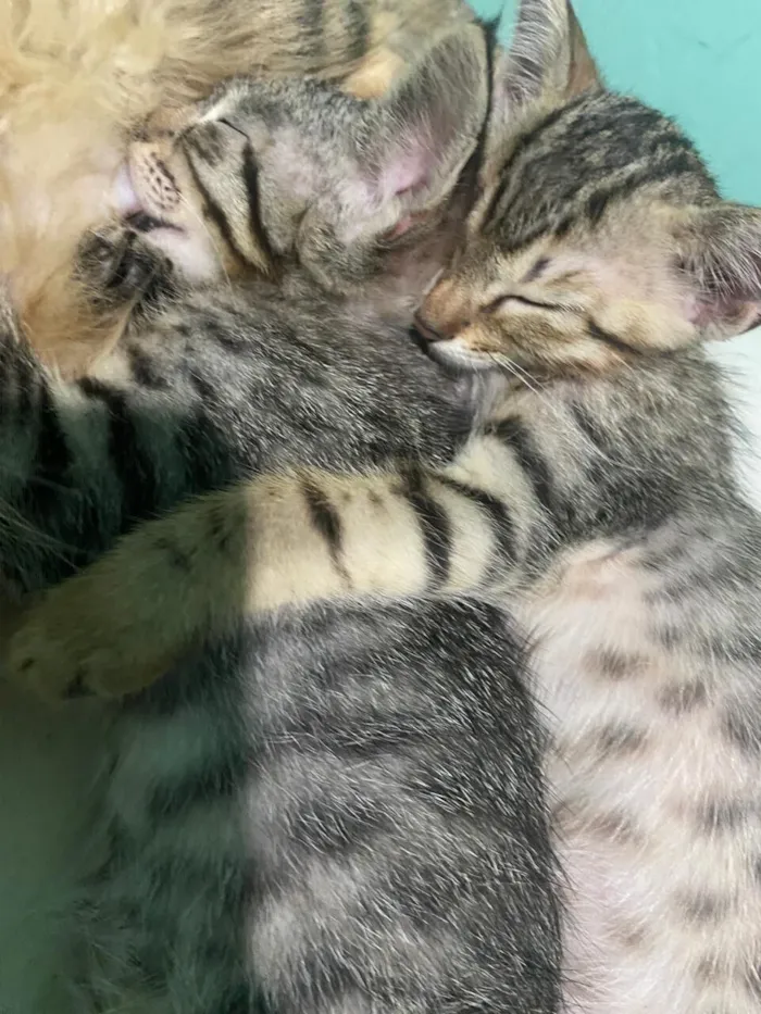 Gato raça SRD-ViraLata idade Abaixo de 2 meses nome Sem nome