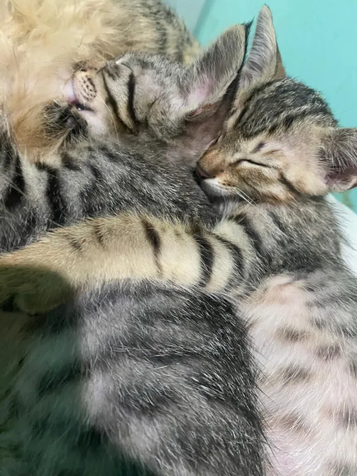 Gato raça SRD-ViraLata idade Abaixo de 2 meses nome Sem nome