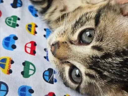 Gato raça SRD-ViraLata idade Abaixo de 2 meses nome Sem nome