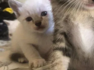 Gato raça SRD-ViraLata idade 2 a 6 meses nome Sem nome