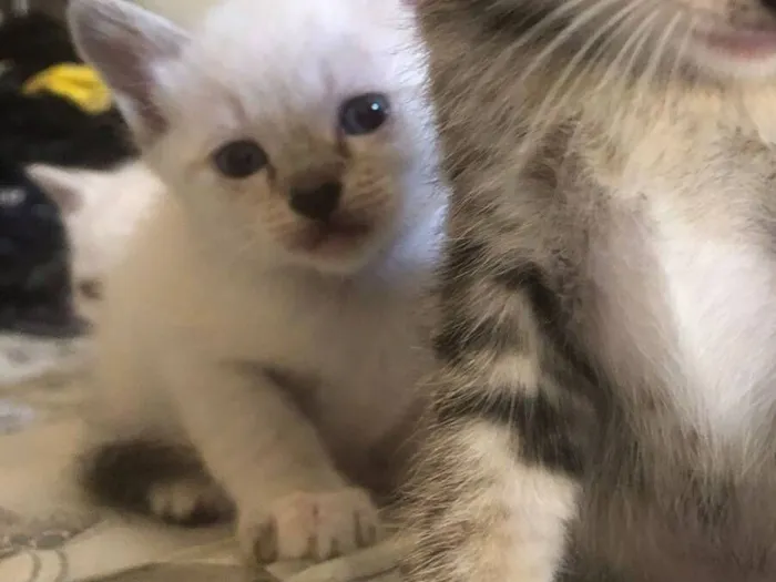 Gato raça SRD-ViraLata idade 2 a 6 meses nome Sem nome