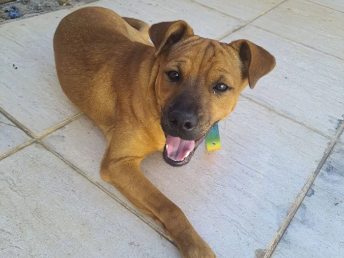 Cachorro raça Chow Chow idade 2 a 6 meses nome Scott