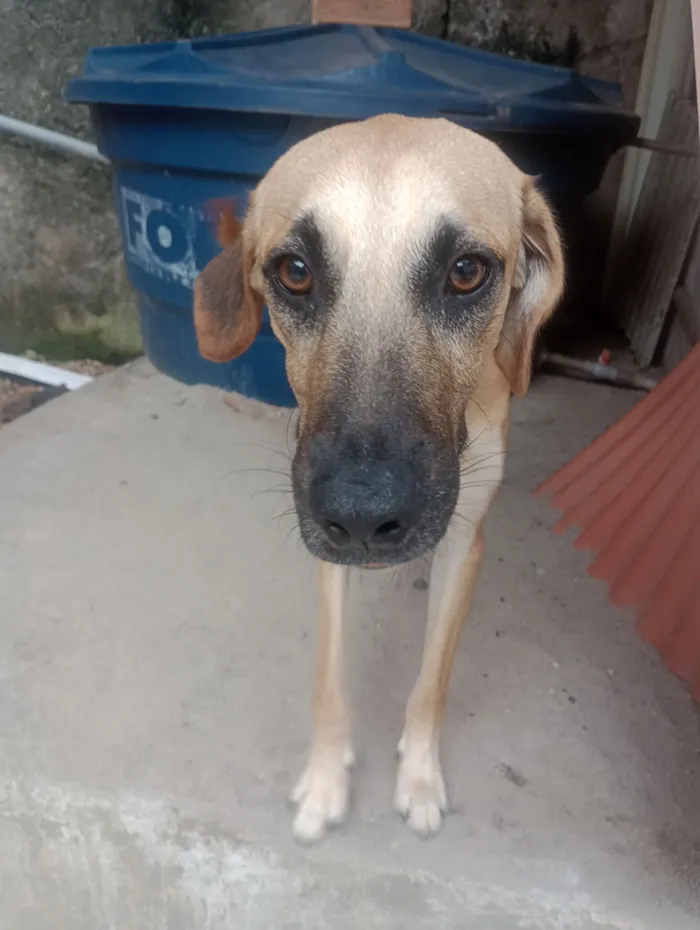 Cachorro raça SRD-ViraLata idade 2 a 6 meses nome 4 irmãos