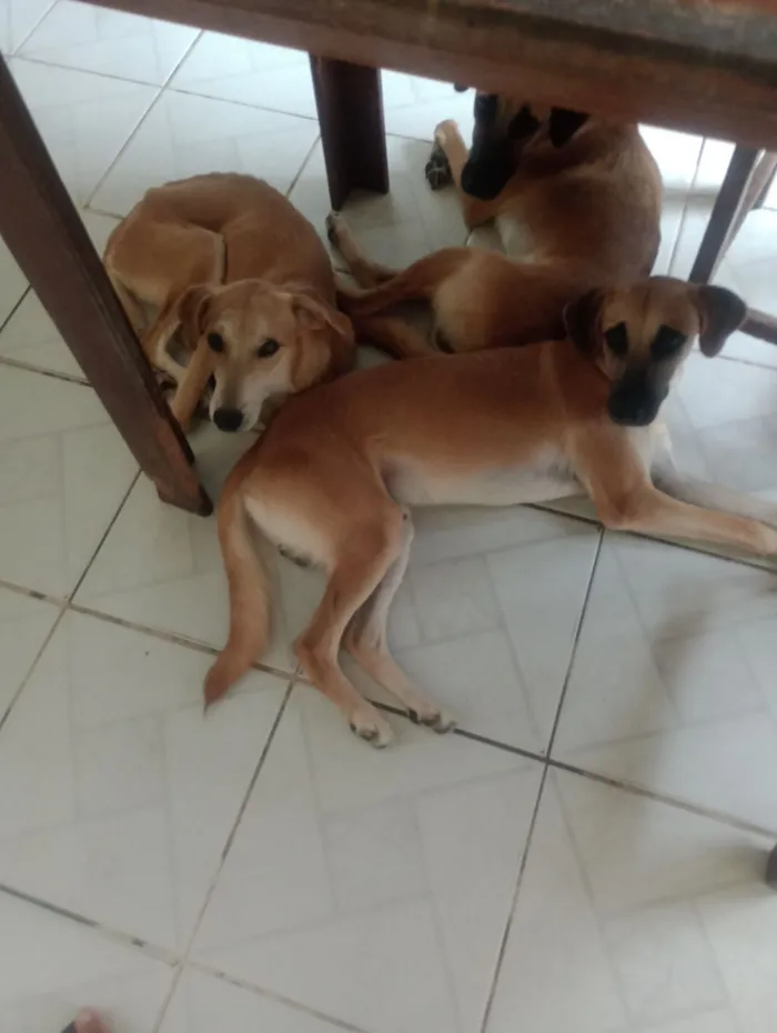 Cachorro raça SRD-ViraLata idade 2 a 6 meses nome 4 irmãos