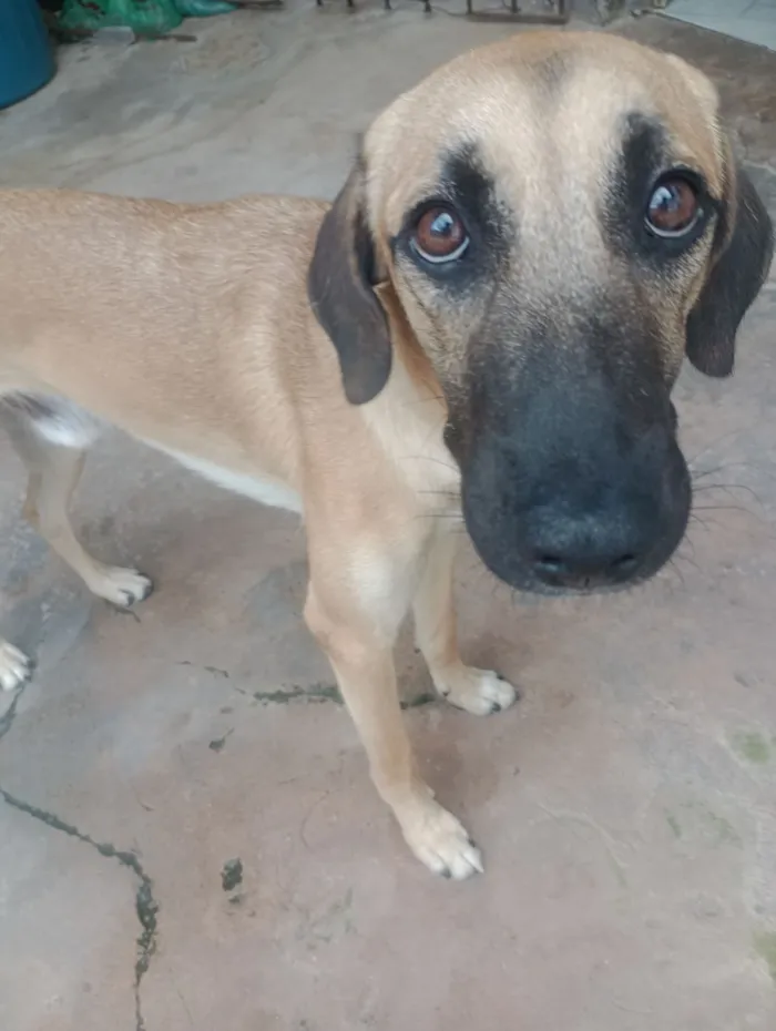 Cachorro raça SRD-ViraLata idade 2 a 6 meses nome 4 irmãos