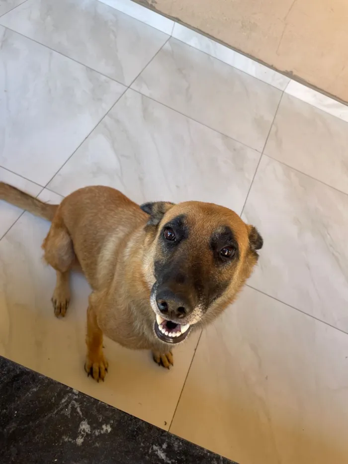 Cachorro raça Pastor Alemão idade 3 anos nome Acta