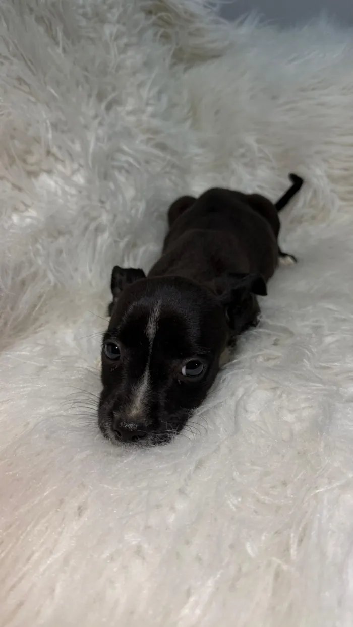 Cachorro raça SRD-ViraLata idade Abaixo de 2 meses nome FÊMEA – ADOÇÃO