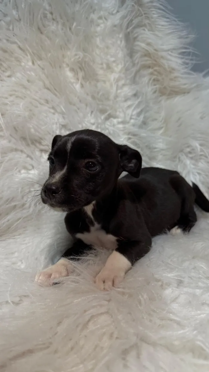 Cachorro raça SRD-ViraLata idade Abaixo de 2 meses nome FÊMEA – ADOÇÃO