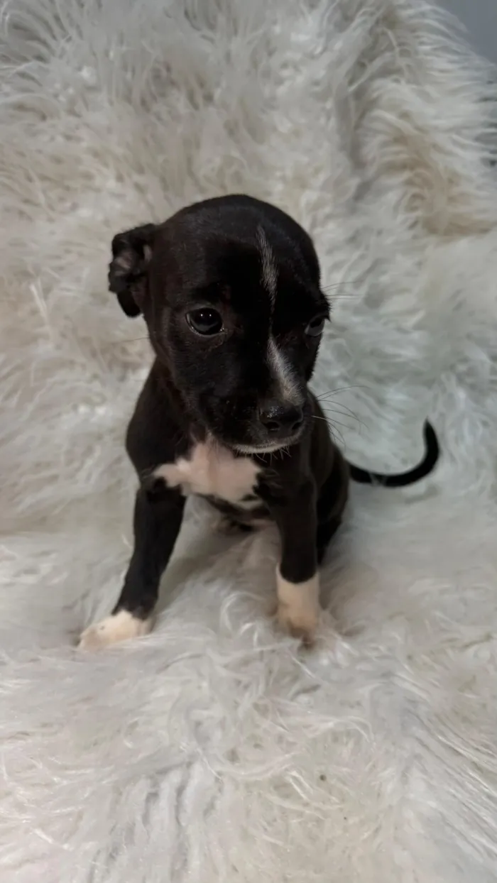 Cachorro raça SRD-ViraLata idade Abaixo de 2 meses nome FÊMEA – ADOÇÃO