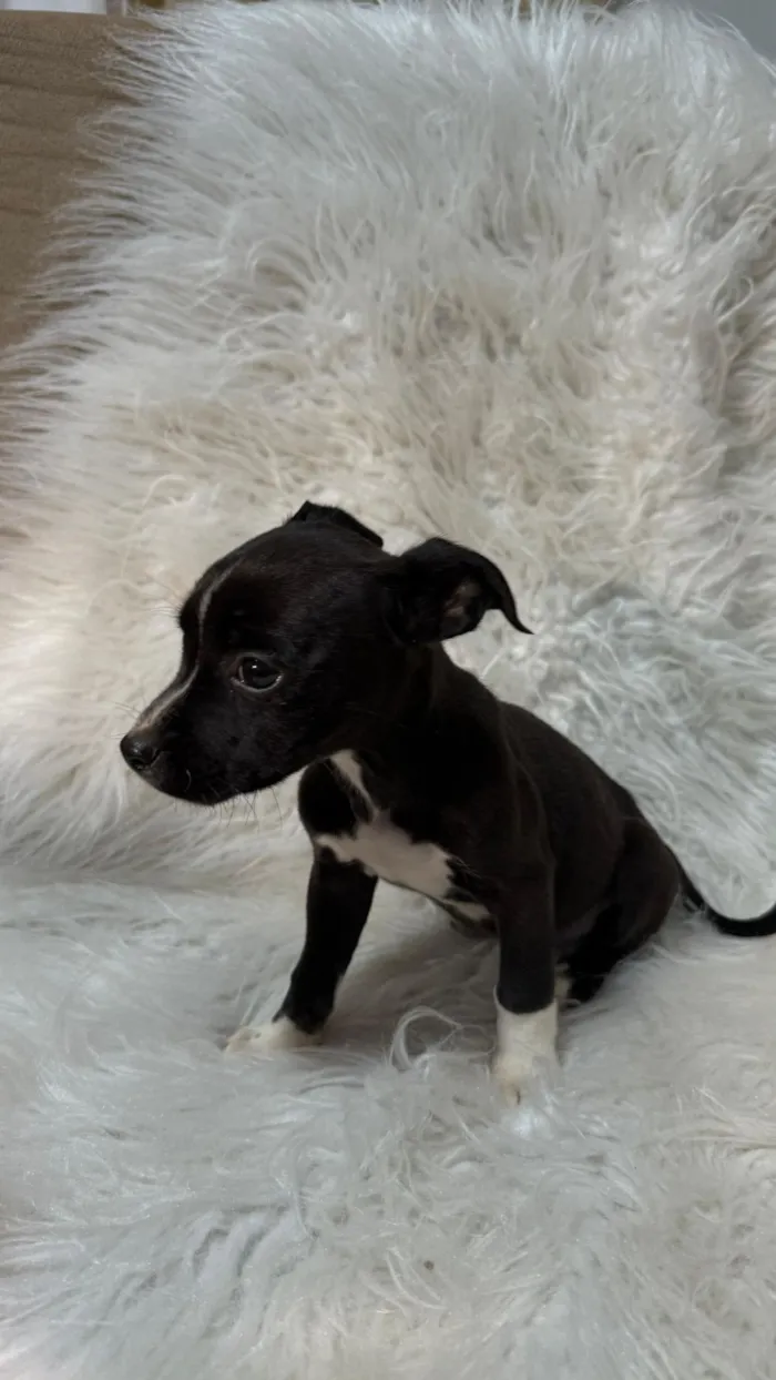 Cachorro raça SRD-ViraLata idade Abaixo de 2 meses nome FÊMEA – ADOÇÃO