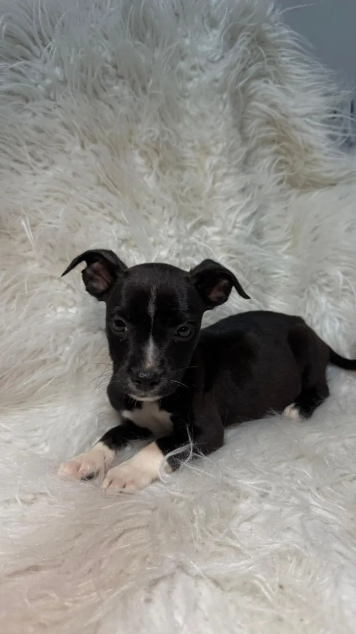 Cachorro raça SRD-ViraLata idade Abaixo de 2 meses nome FÊMEA – ADOÇÃO