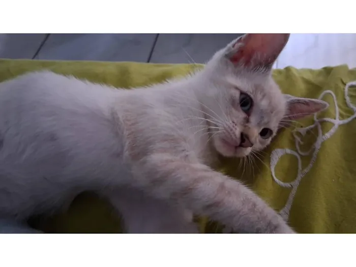 Gato raça SRD-ViraLata idade 2 a 6 meses nome Sem nome