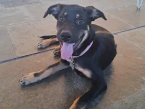 Cachorro raça SRD-ViraLata idade 2 a 6 meses nome Estrela