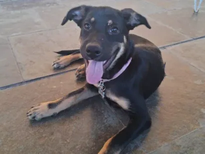 Cachorro raça SRD-ViraLata idade 2 a 6 meses nome Estrela