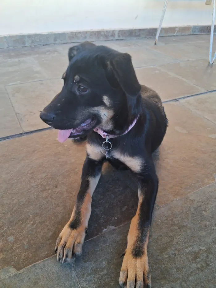 Cachorro raça SRD-ViraLata idade 2 a 6 meses nome Estrela