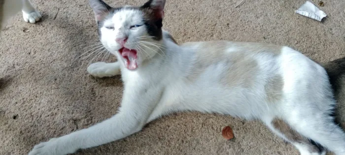 Gato raça SRD-ViraLata idade 1 ano nome Gatão