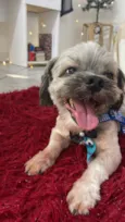 Cachorro raça Shitzu idade 7 a 11 meses nome Boby